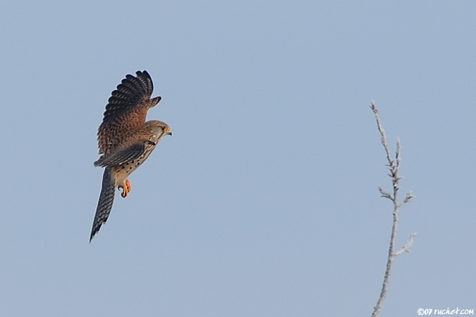 Eurasian kestrel - Falco tinnunculus