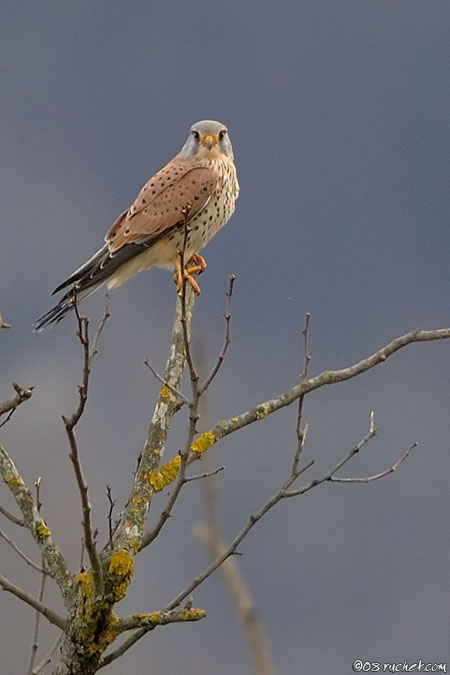 Faucon crécerelle - Falco tinnunculus