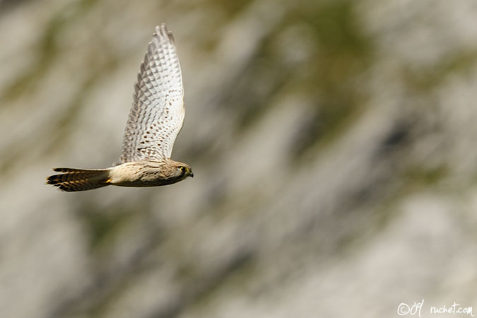 Faucon crécerelle - Falco tinnunculus