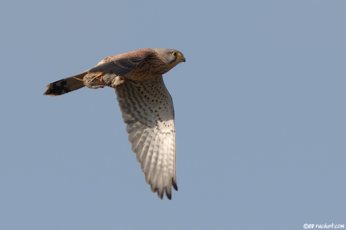 Faucon crécerelle - Falco tinnunculus