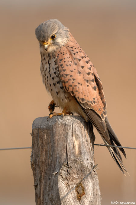 Faucon crécerelle - Falco tinnunculus