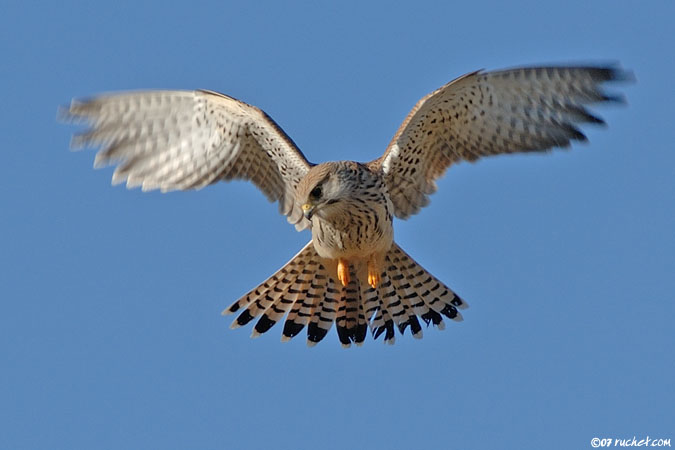 Faucon crécerelle - Falco tinnunculus