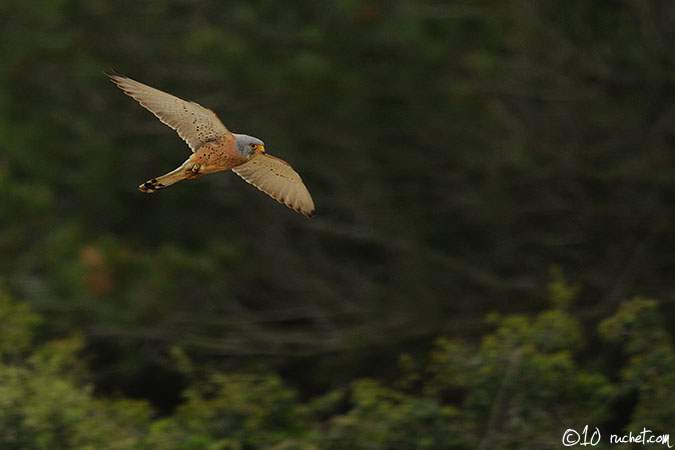 Lesser Kestrel - Falco naumanni