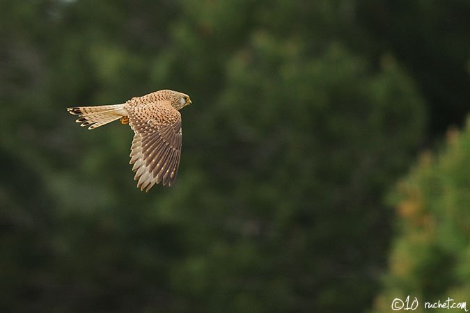 Lesser Kestrel - Falco naumanni