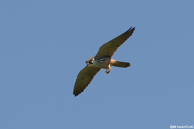 Lodolaio - Falco subbuteo