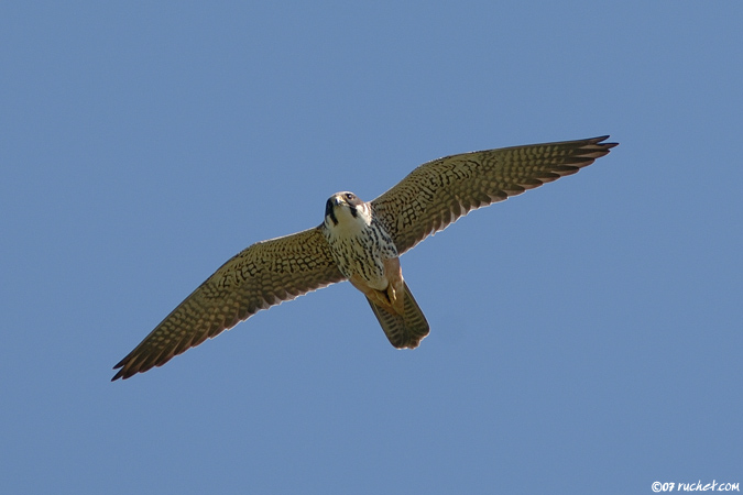 Baumfalke - Falco subbuteo