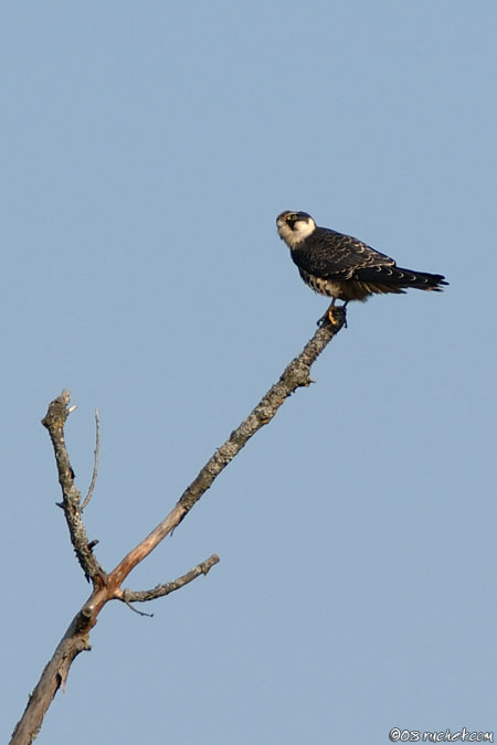 Lodolaio - Falco subbuteo