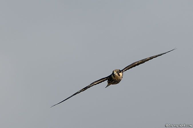 Lodolaio - Falco subbuteo