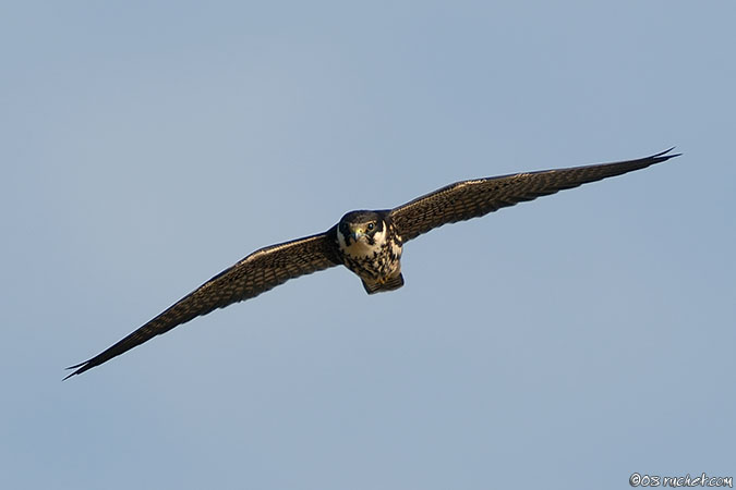 Lodolaio - Falco subbuteo