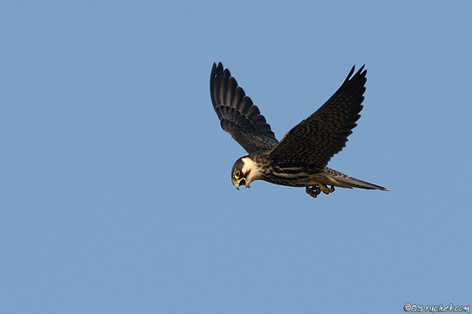 Lodolaio - Falco subbuteo