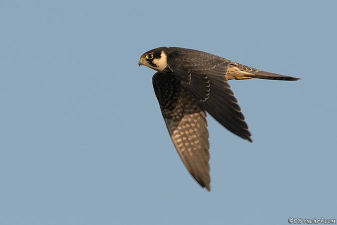 Faucon hobereau - Falco subbuteo