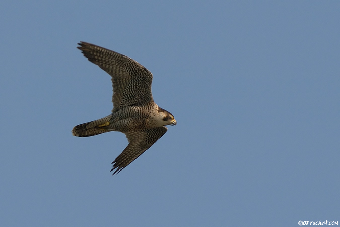 Faucon pèlerin - Falco peregrinus