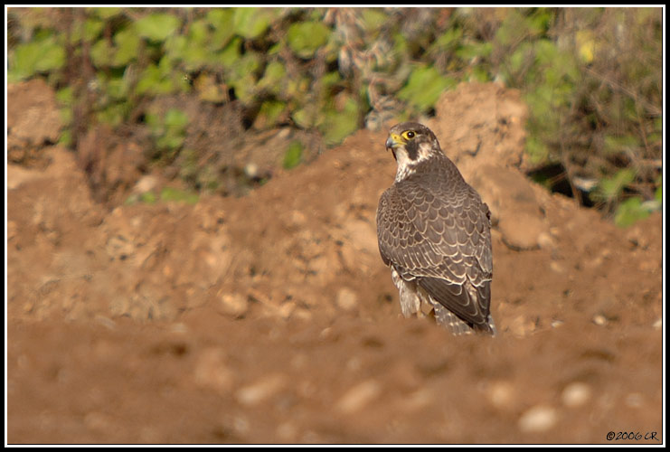 Faucon pèlerin - Falco peregrinus