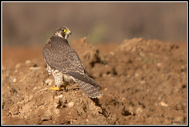 Wanderfalke - Falco peregrinus