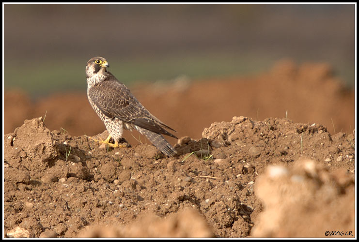 Faucon pèlerin - Falco peregrinus