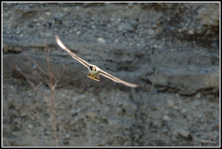 Wanderfalke - Falco peregrinus