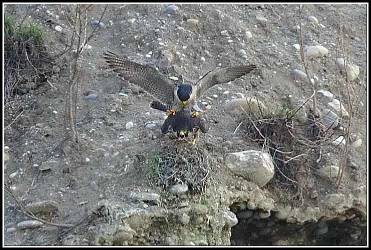 Faucon pèlerin - Falco peregrinus