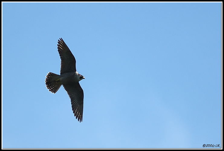 Wanderfalke - Falco peregrinus