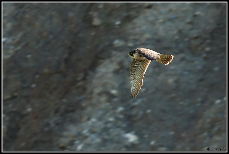 Wanderfalke - Falco peregrinus