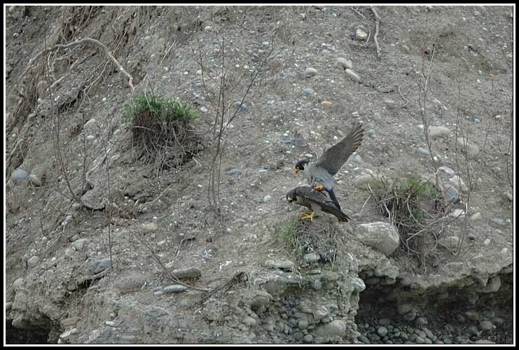 Faucon pèlerin - Falco peregrinus