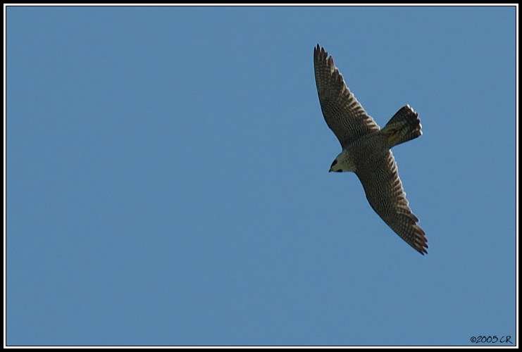 Faucon pèlerin - Falco peregrinus