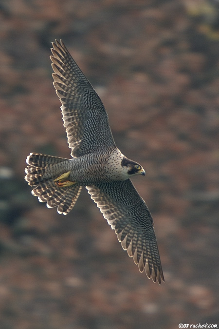 Faucon pèlerin - Falco peregrinus