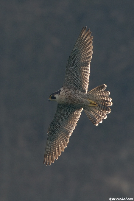 Wanderfalke - Falco peregrinus