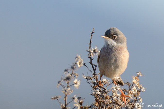 Spectacled Warbler - Curruca conspicillata