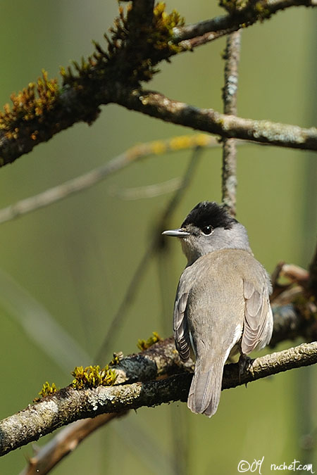 Mönchsgrasmücke - Sylvia atricapilla