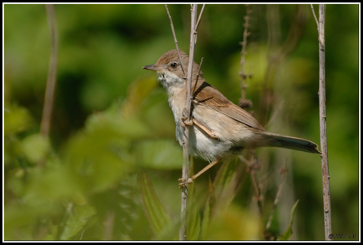 Dorngrasmücke - Sylvia communis