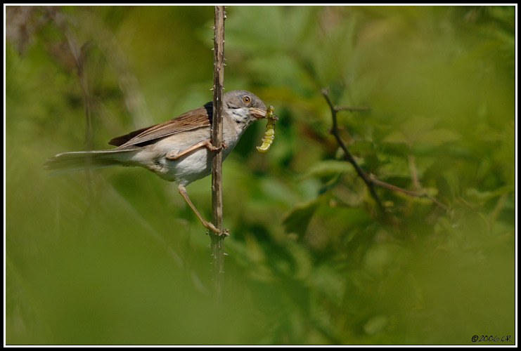 Fauvette grisette - Sylvia communis