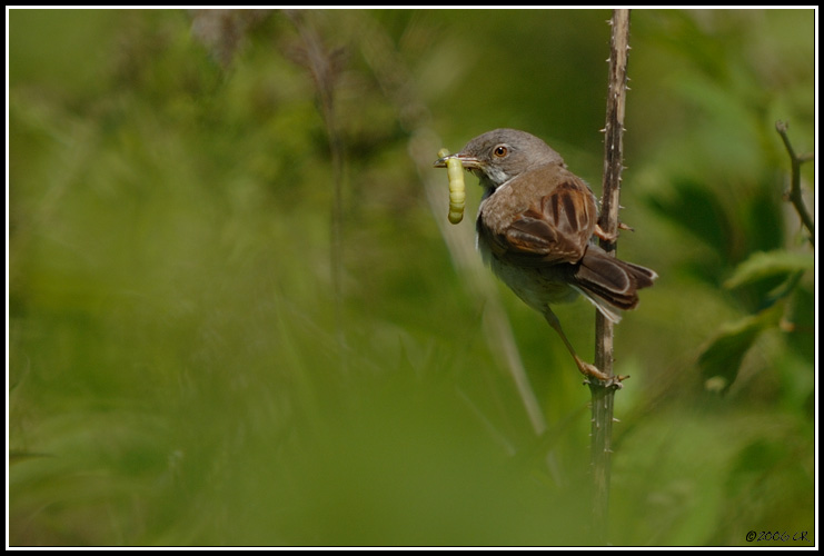 Common Whitethroat - Sylvia communis