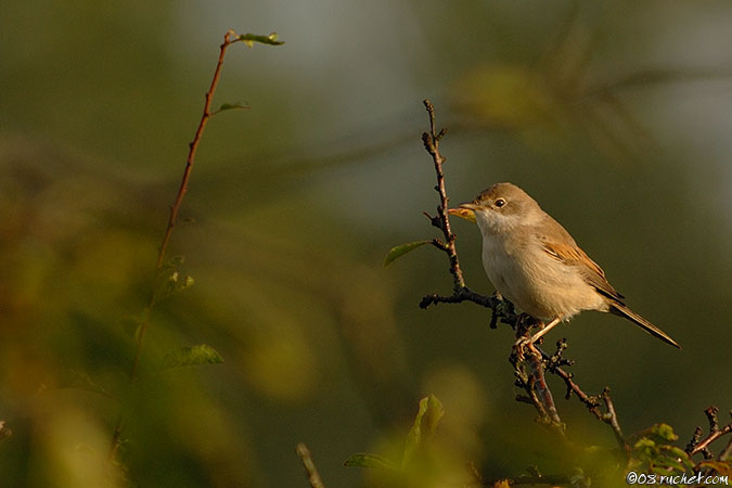 Fauvette grisette - Sylvia communis