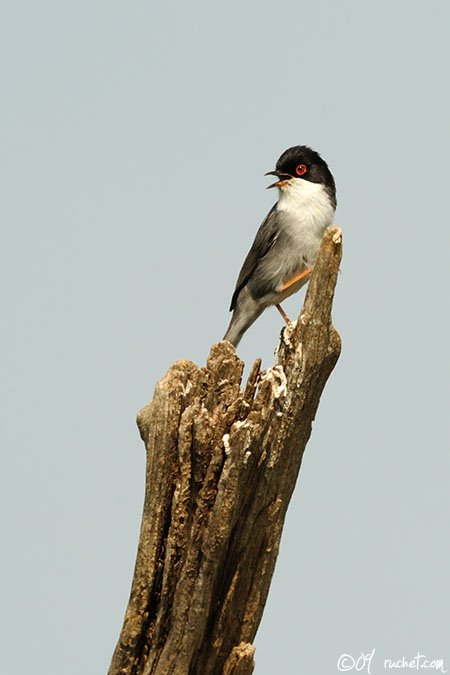 Sardinian Warbler - Sylvia melanocephala