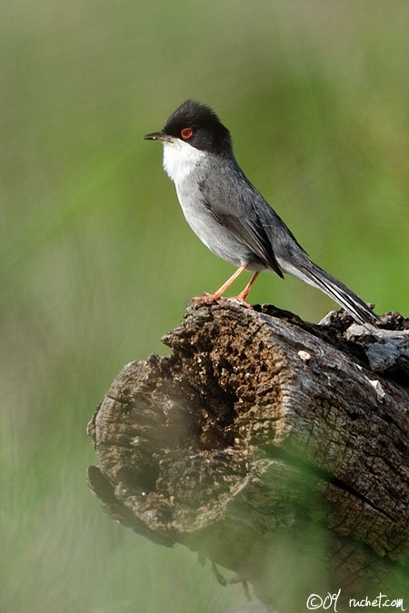 Samtkopfgrasmücke - Sylvia melanocephala