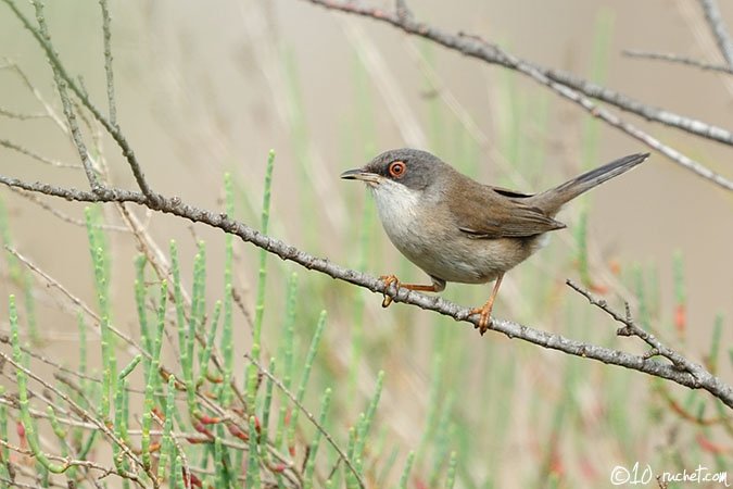 Occhiocotto - Sylvia melanocephala