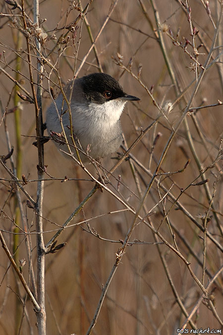 Samtkopfgrasmücke - Sylvia melanocephala