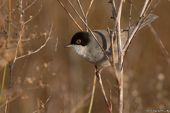 Samtkopfgrasmücke - Sylvia melanocephala