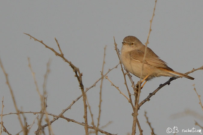 Sterpazzola nana - Sylvia nana