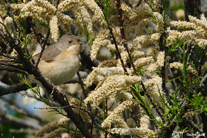 Sterpazzolina - Sylvia cantillans