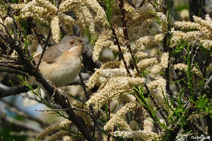 Subalpine Warbler - Sylvia cantillans
