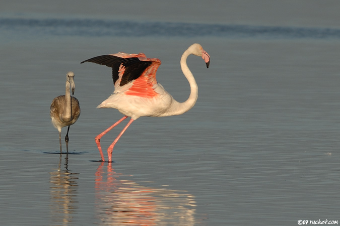 Flamant rose - Phoenicopterus ruber