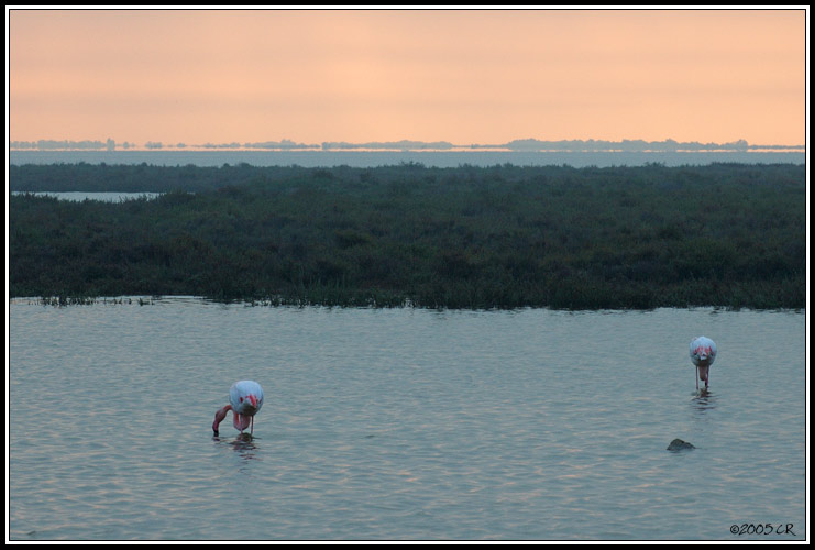 Greater Flamingo - Phoenicopterus ruber