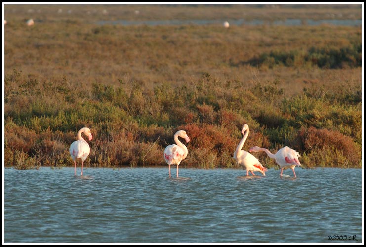 Greater Flamingo - Phoenicopterus ruber