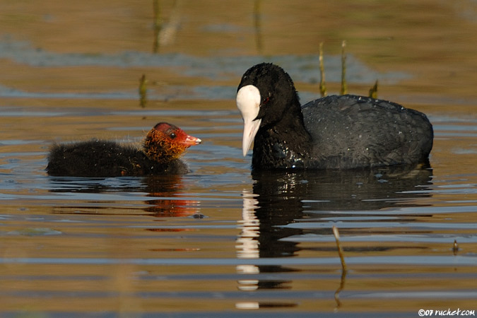 Foulque macroule - Fulica atra