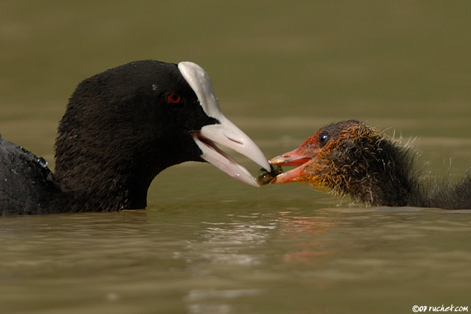 Foulque macroule - Fulica atra