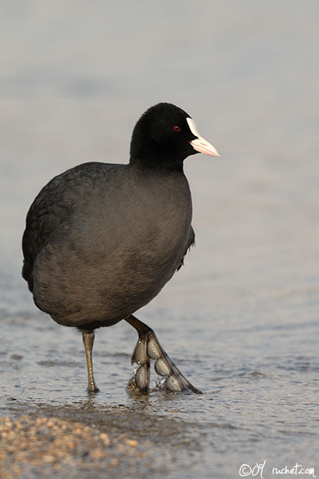 Foulque macroule - Fulica atra