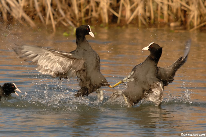 Foulque macroule - Fulica atra