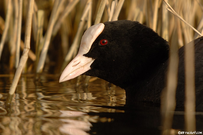 Foulque macroule - Fulica atra