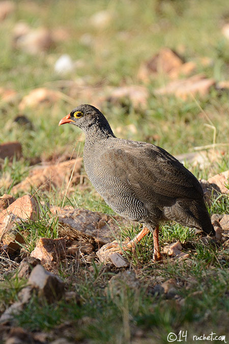 Francolin à bec rouge - Pternistis adspersus